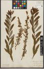 Foto von Salix purpurea L. x Salix silesiaca Willd.
